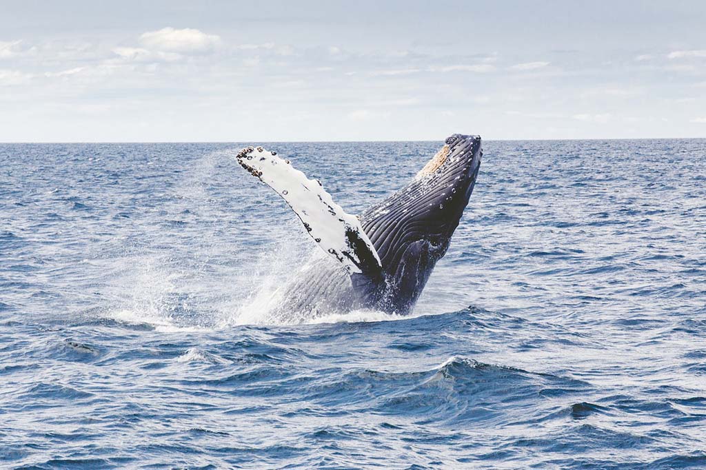 Whale watching in Boca Chica, Chiriquí.
