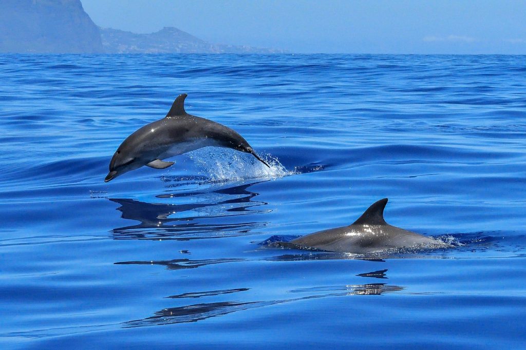 Dolphin sighting 