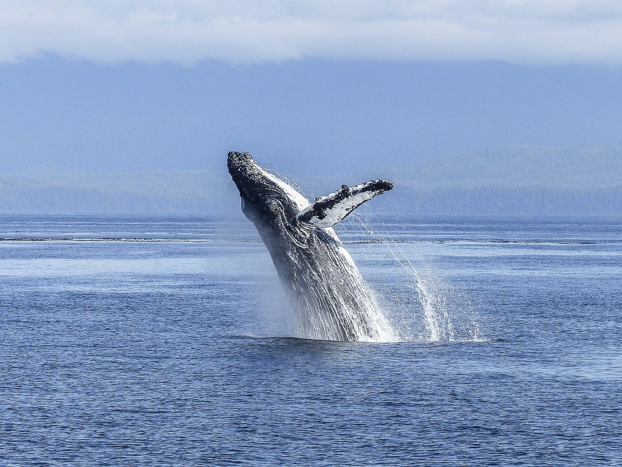 Whale watching in Boca Chica, Chiriqui, Panama