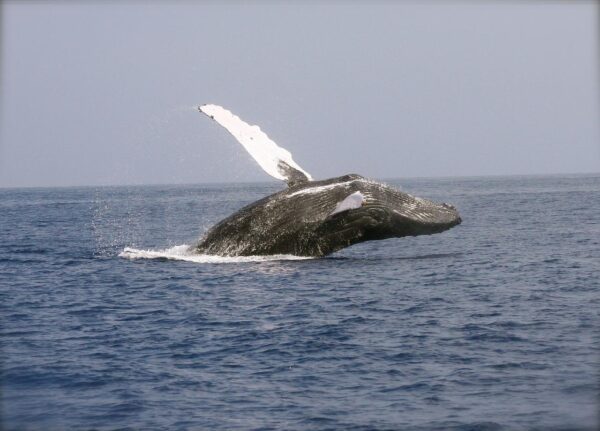 WHALE WATCHING SHARED TOUR T0 THREE ISLANDS
