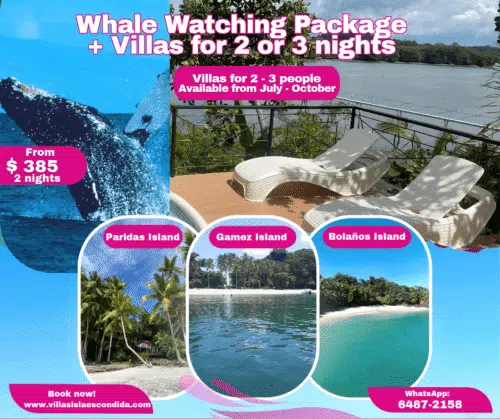 Whales and Villas in Boca Brava 